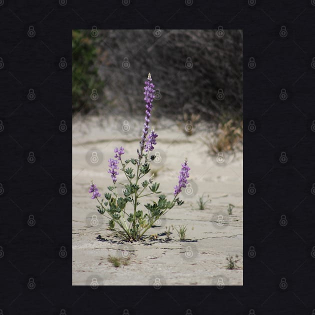 Purple Lupine in the Desert Oasis by ButterflyInTheAttic